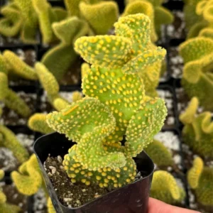 Golden Wavy Cactus Opuntia Microdasys Monstrosus Small Succulent Live Plant 2.5'' Pot