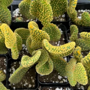 Golden Wavy Cactus Opuntia Microdasys Monstrosus Small Succulent Live Plant 2.5'' Pot