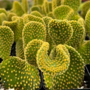 Golden Wavy Cactus Opuntia Microdasys Monstrosus Small Succulent Live Plant 2.5'' Pot