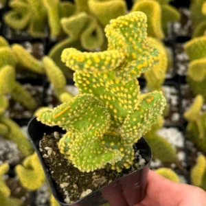 Golden Wavy Cactus Opuntia Microdasys Monstrosus Small Succulent Live Plant 2.5'' Pot