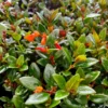 Goldfish Plant Columnea Nematanthus - Live Plant - 4 inch Pot - Vibrant Blooms