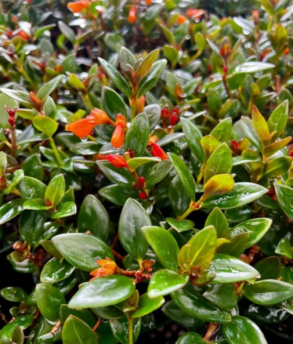 Goldfish Plant Columnea Nematanthus - Live Plant - 4 inch Pot - Vibrant Blooms