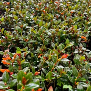 Goldfish Plant Columnea Nematanthus - Live Plant - 4 inch Pot - Vibrant Blooms