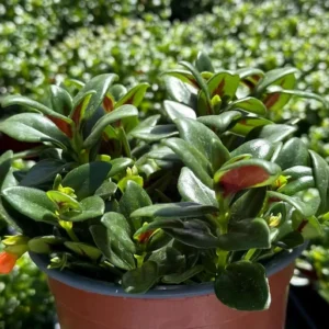 Goldfish Plant Columnea Nematanthus - Live Plant - 4 inch Pot - Vibrant Blooms