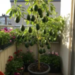 Grafted Avocado Tree - 1 Feet Tall - Ready to Fruit