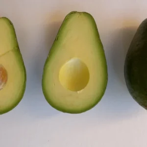 Grafted Avocado Tree - 1 Feet Tall - Ready to Fruit