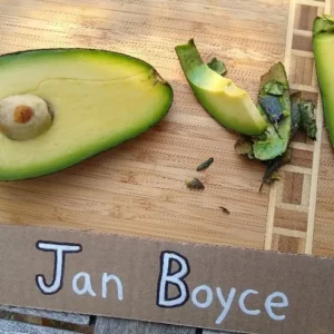 Grafted Avocado Tree - 1 Foot Tall - Ready to Fruit