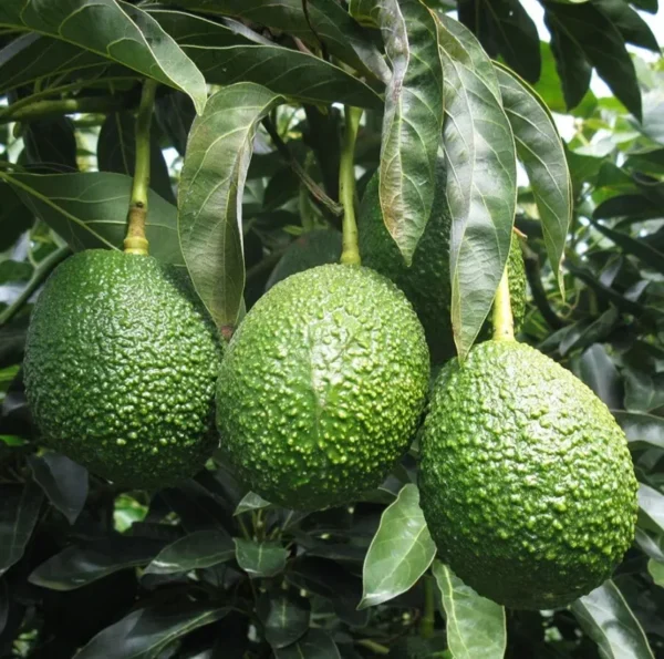 Grafted Holiday Avocado Tree - 1 Foot Tall Fruit Tree