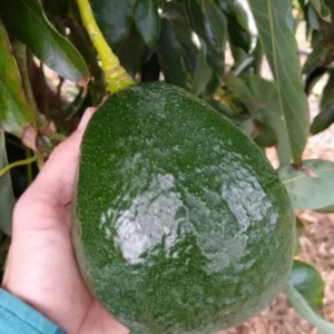 Grafted Holiday Avocado Tree - 1 Foot Tall Fruit Tree