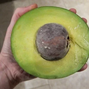 Grafted Holiday Avocado Tree - 1 Foot Tall Fruit Tree