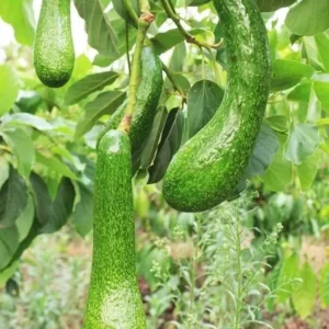 Grafted Rusell Long Neck Avocado Tree - 2-3ft Tall Plant - 3 Gal Pot