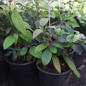 Grafted Rusell Long Neck Avocado Tree - 2-3ft Tall Plant - 3 Gal Pot