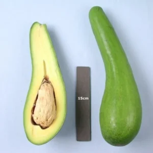 Grafted Rusell Long Neck Avocado Tree - 2-3ft Tall Plant - 3 Gal Pot