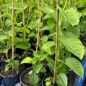 Granadilla Vine - 2ft Tall Giant Passion Fruit Vine - 1 Gallon - Not Ship CA