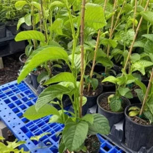 Granadilla Vine - 2ft Tall Giant Passion Fruit Vine - 1 Gallon - Not Ship CA