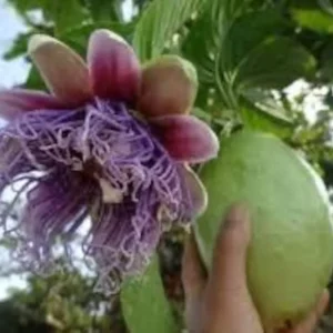 Granadilla Vine - 2ft Tall Giant Passion Fruit Vine - 1 Gallon - Not Ship CA