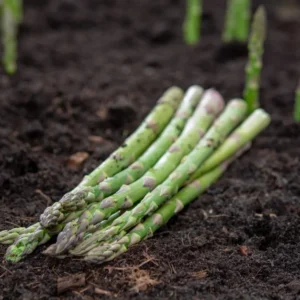 Grande F1 Asparagus Crowns 50 Pack - 2 Year Old - Green Vegetable Plants