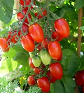 Grape Tomato Plant - 4 Inch Solanum Lycopersicum Super Sweet Live Plant
