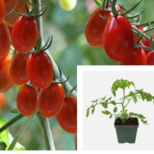 Grape Tomato Plant - 4 Inch Solanum Lycopersicum Super Sweet Live Plant