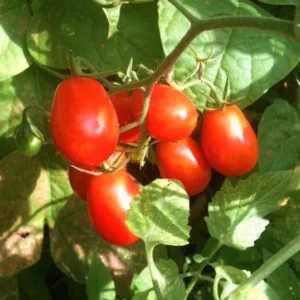 Grape Tomato Seeds - Sweet Vine Tomatoes Exotic Fruit Vegetable Plant - 100 Seeds