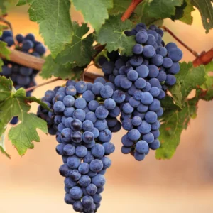 Grape Vine - 2 Bare Root Live Plants