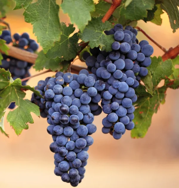 Grape Vine - 2 Bare Root Live Plants