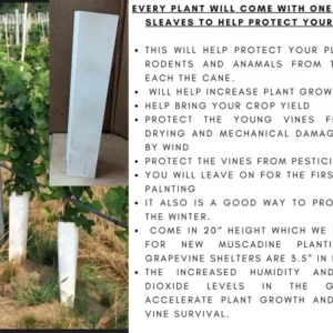 Grape Vine - 2 Bare Root Live Plants