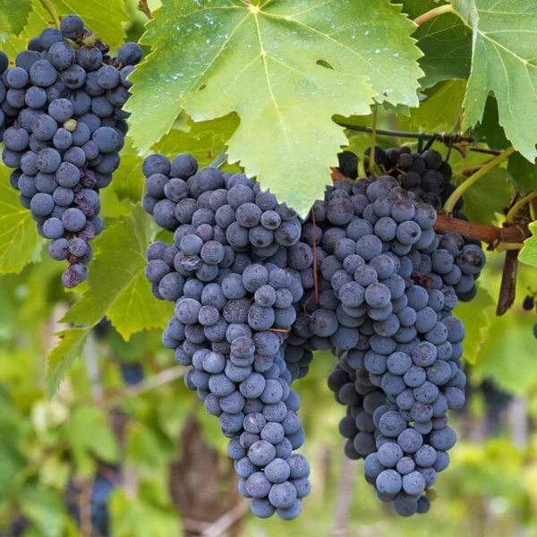 Grape Vine Collection: Concord, Catawba, Niagara - Bare Root Live Plant - Preorder April Shipping
