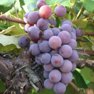 Grape Vine Collection: Concord, Catawba, Niagara - Bare Root Live Plant - Preorder April Shipping