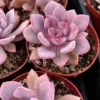 Graptoveria Debbie Pink Succulent Live Plant 2.5 inch Pot Rosette Shape