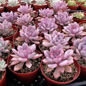 Graptoveria Debbie Pink Succulent Live Plant 2.5 inch Pot Rosette Shape