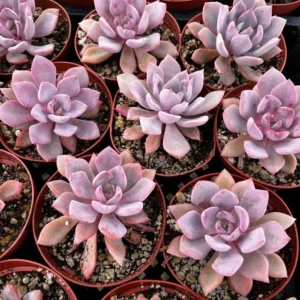 Graptoveria Debbie Pink Succulent Live Plant 2.5 inch Pot Rosette Shape