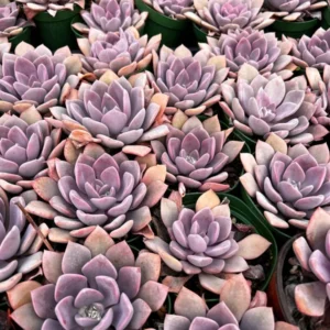 Graptoveria Debbie Pink Succulent Live Plant 2.5 inch Pot Rosette Shape