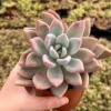 Graptoveria Opalina Pink Succulent - Rare Live Plant in 4'' Pot