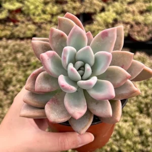 Graptoveria Opalina Pink Succulent - Rare Live Plant in 4'' Pot