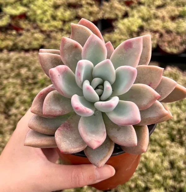 Graptoveria Opalina Pink Succulent - Rare Live Plant in 4'' Pot