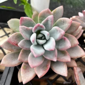Graptoveria Opalina Pink Succulent - Rare Live Plant in 4'' Pot