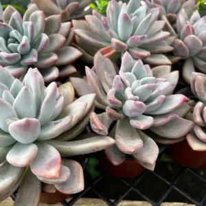 Graptoveria Opalina Pink Succulent - Rare Live Plant in 4'' Pot