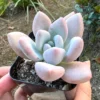 Graptoveria Opalina Succulent - Small Pink Rare Live Plant in 2.5'' Pot