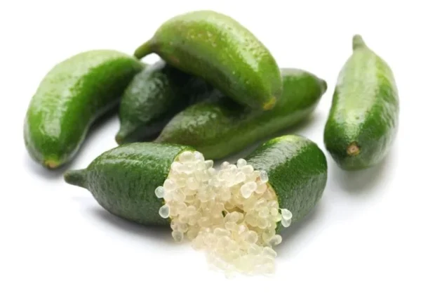 Green Finger Lime Tree - Live Plant - 1 to 2 ft Tall - Ready to Plant - Not Ship CA