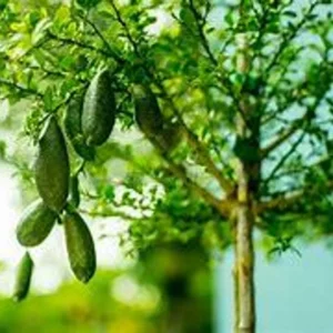 Green Finger Lime Tree - Live Plant - 1 to 2 ft Tall - Ready to Plant - Not Ship CA