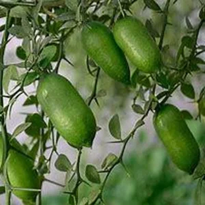 Green Finger Lime Tree - Live Plant - 1 to 2 ft Tall - Ready to Plant - Not Ship CA