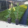 Green Giant Arborvitae Tree - 6-12 Inch Plicata Plant - Privacy Screen