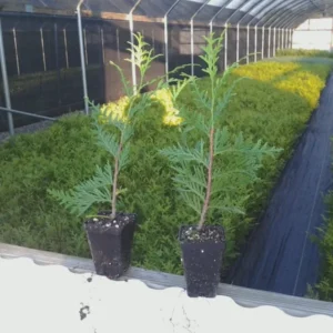 Green Giant Arborvitae Tree - 6-12 Inch Plicata Plant - Privacy Screen