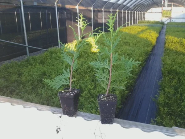 Green Giant Arborvitae Tree - 6-12 Inch Plicata Plant - Privacy Screen