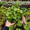 Green Ivy Plant - English Ivy Trailing Climbing House Plant - 6 Inch Easy Care