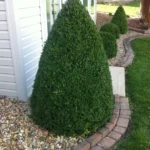 Green Mountain Boxwood Plant - 6-12 Inch Tall Shrub in Quart Pot