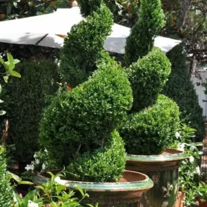 Green Mountain Boxwood Plant - 6-12 Inch Tall Shrub in Quart Pot