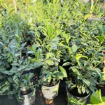 Green Tea Plant - Camellia Sinensis - 3 Gallon - 1 to 2 Feet - Home Garden Tea Growing - Not Ship CA