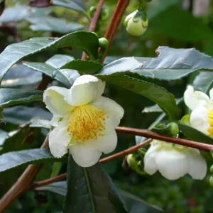Green Tea Tree Camellia Sinensis Plant - 1 Feet Tall - 3